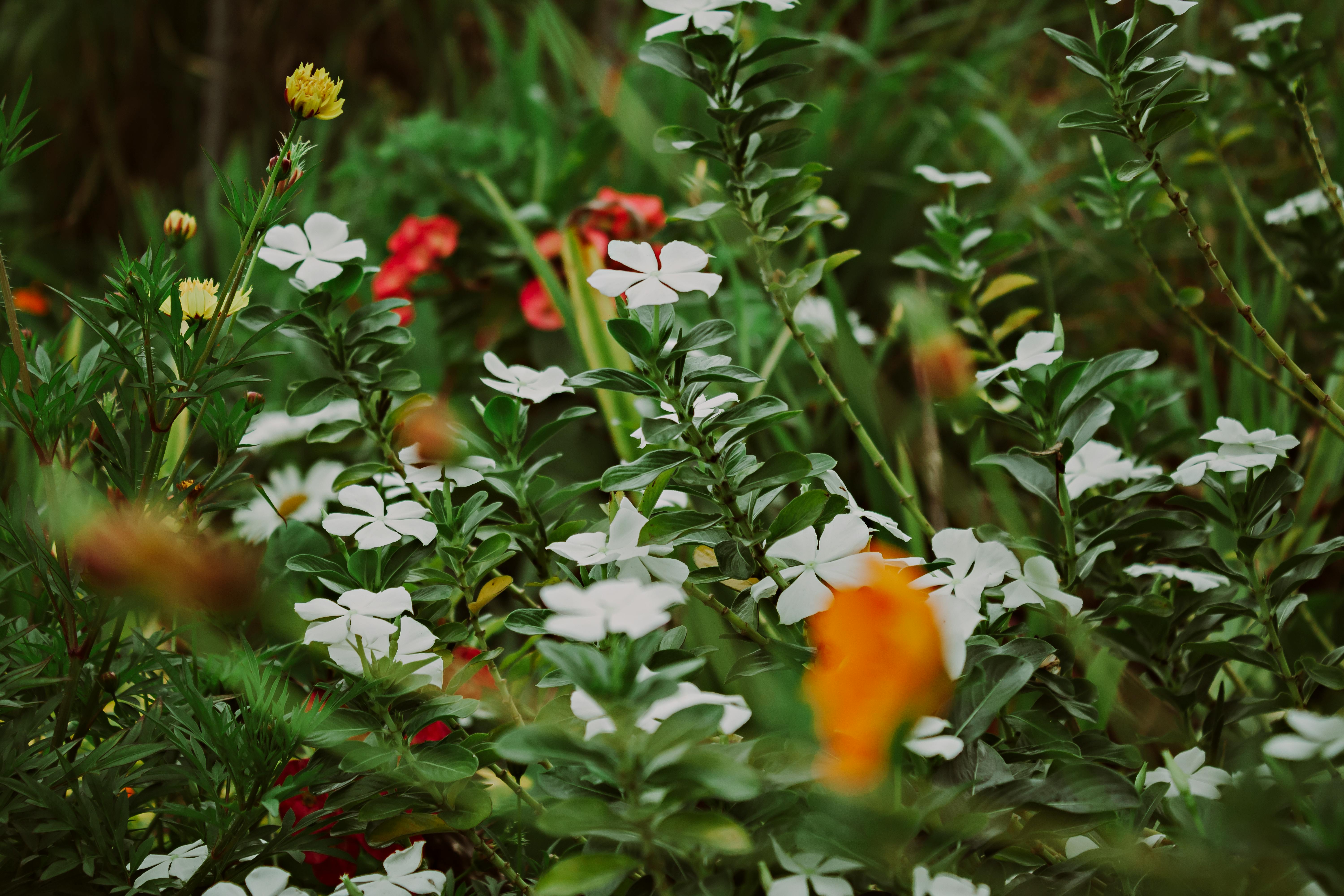 Chaos Gardening: A Laid-Back Way to Garden — Photo by Arturo Añez. on Pexels