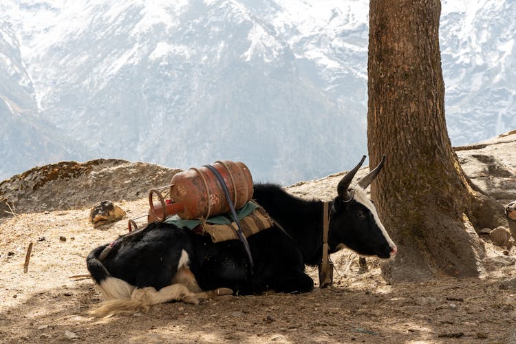 Yak With Load On Back Lying On Ground In Mountains Landscape