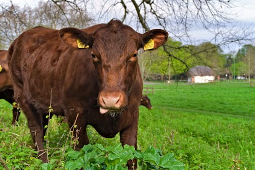 Cow in Countryside