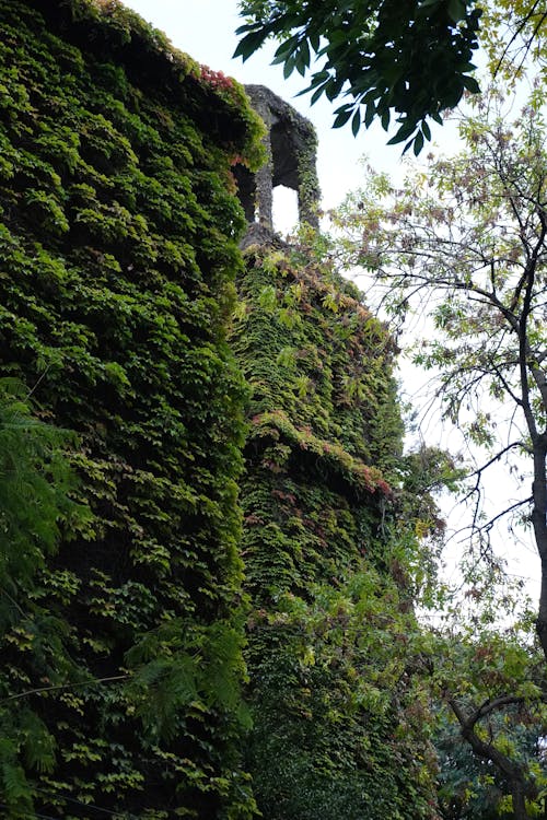 Безкоштовне стокове фото на тему «atmosfera de outono, зелене листя, католицька церква»