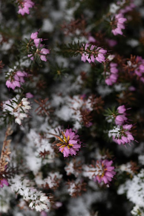 Flowering Plant in Snow