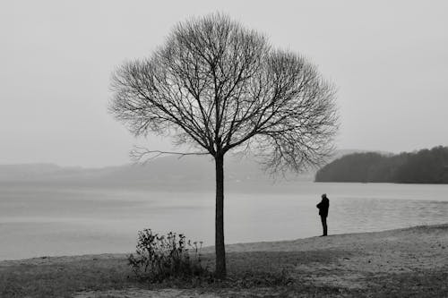 A lone person standing in front of a tree on the beach