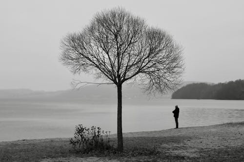 Základová fotografie zdarma na téma arktická pláž, Arktida, bw