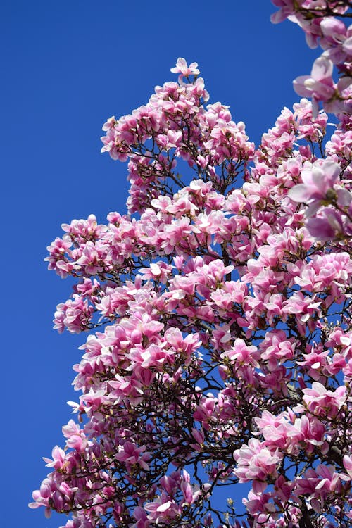 Gratis arkivbilde med blå himmel, fjær, magnolia