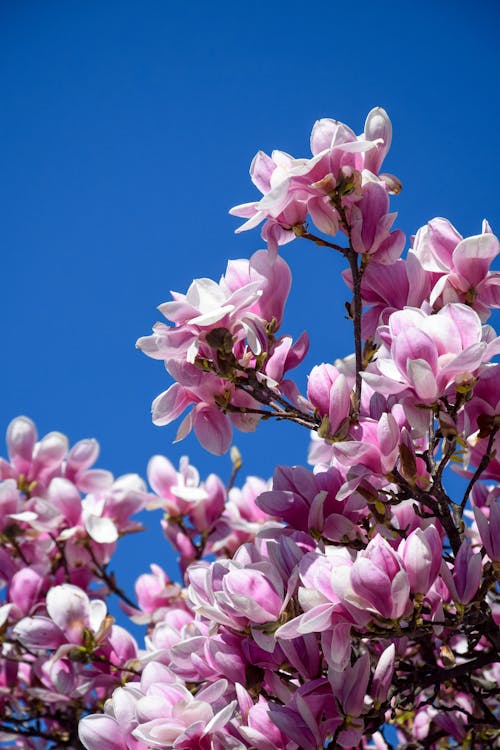 Gratis arkivbilde med blå himmel, fjær, magnolia