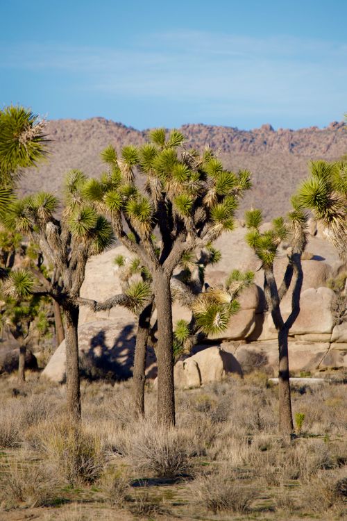 Free Scenic view of Joshua Trees and rocky formations in Joshua Tree National Park, California. Stock Photo