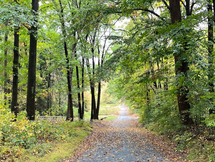 Pathway In A Green Forest 