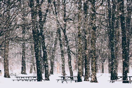 Darmowe zdjęcie z galerii z drzewa, opady śniegu, park