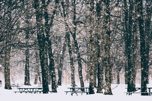 Free Peaceful snowy forest in winter with falling snow and picnic tables. Stock Photo