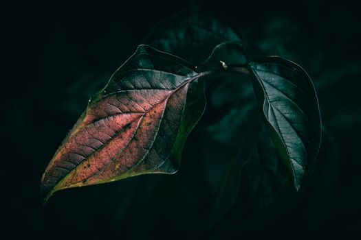 A captivating dark and moody close-up of leaves highlighting texture and color.