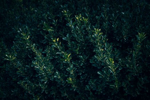 Close-up of rich green Japanese spindle leaves forming a lush pattern, ideal for natural backgrounds and textures.