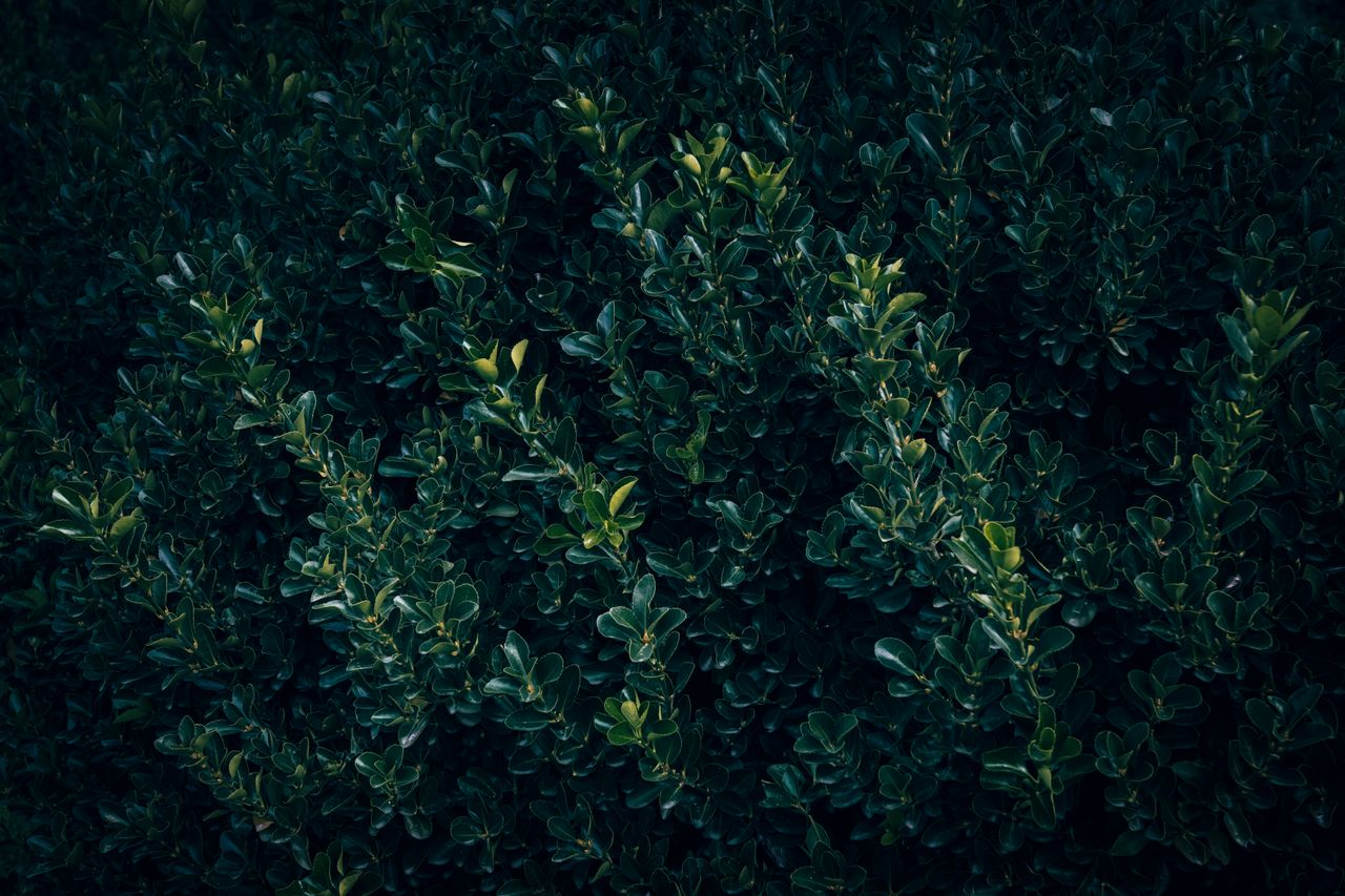 close up of rich green japanese spindle leaves forming a lush pattern