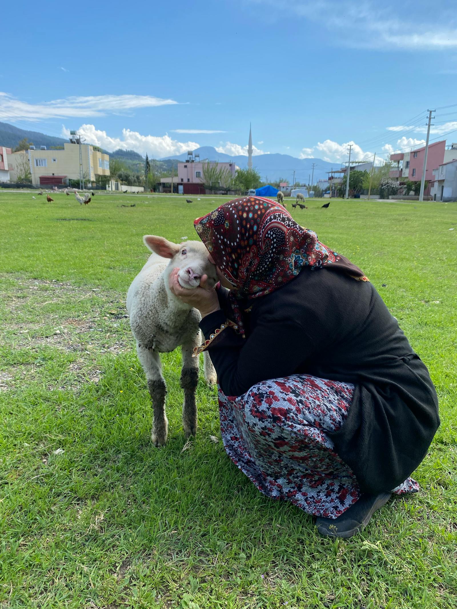 Goat Kiss Photos, Download The BEST Free Goat Kiss Stock Photos & HD Images