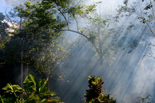 Foto profissional grátis de floresta, folhagem, folhas