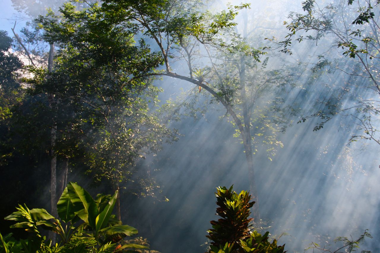 sunlight filtering through foggy forest foliage creating beautiful nat