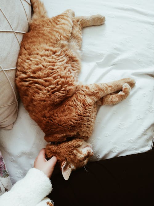 Hand Touching Sleeping Orange Cat