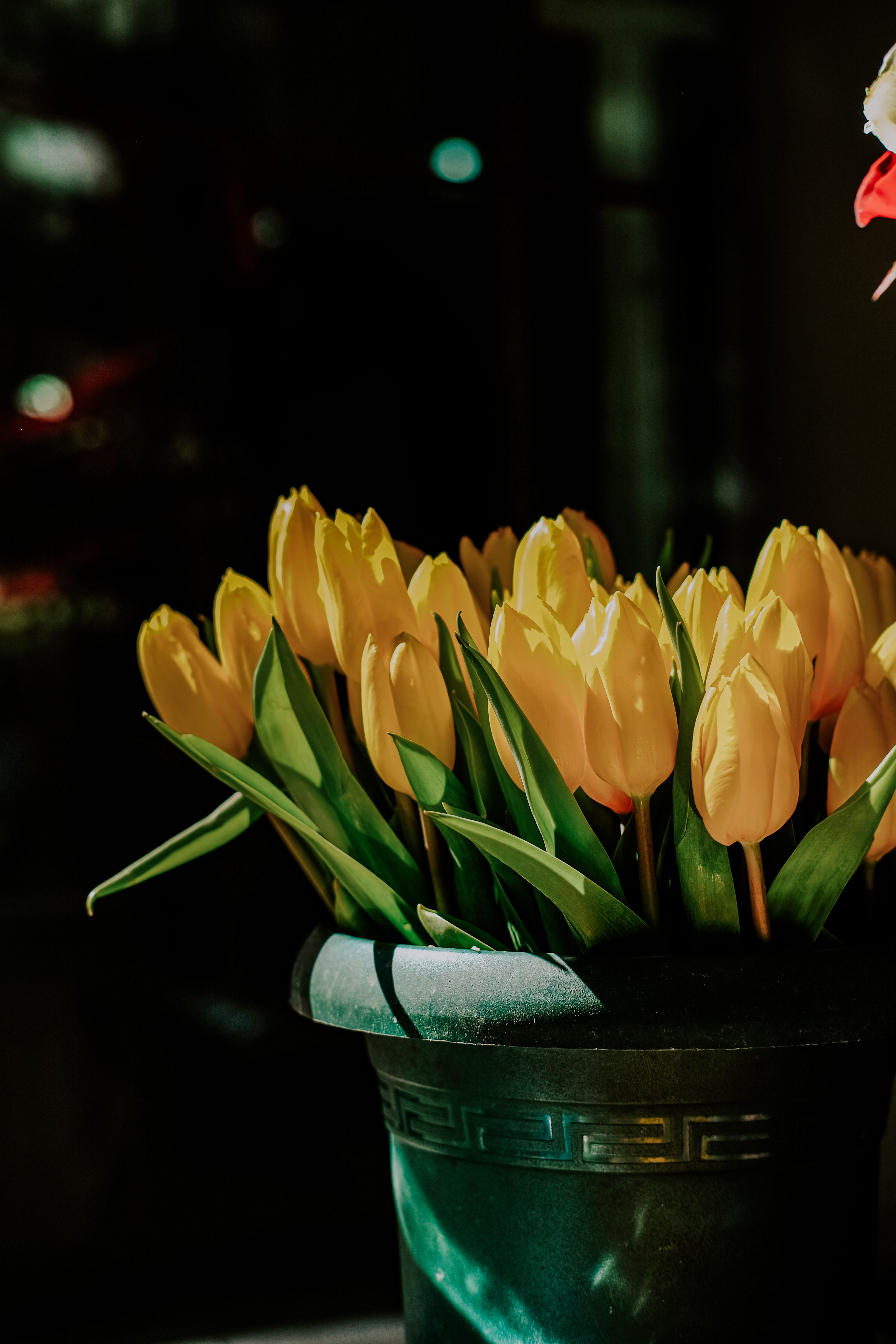 Close up of Yellow Flowers · Free Stock Photo