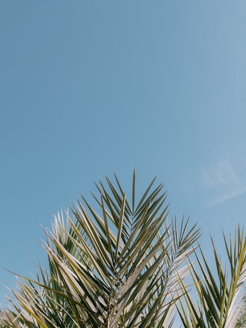 Бесплатное стоковое фото с ботанический, голубое небо, испания
