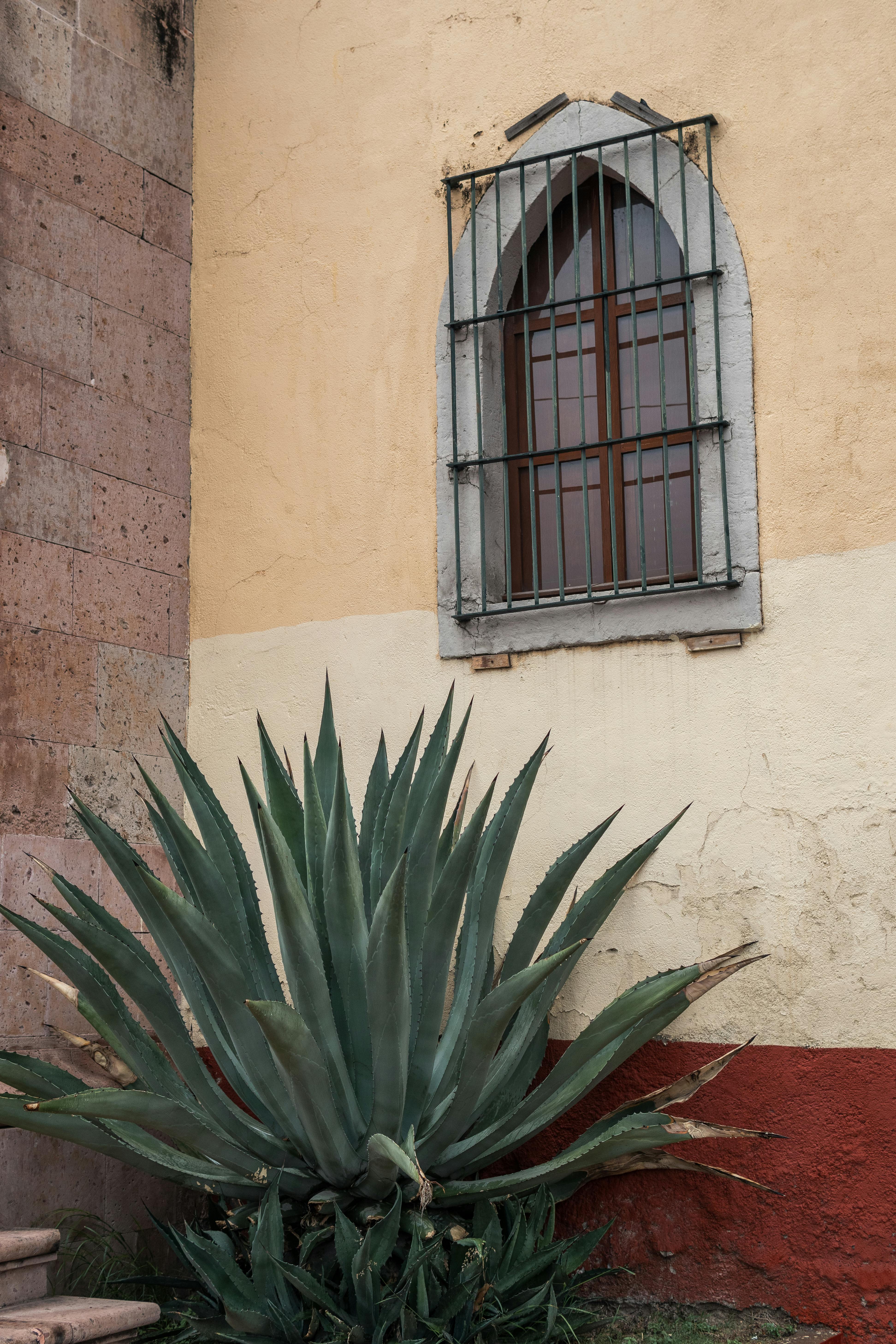 Historic building facade in Aguascalientes featuring an agave plant and arched window.