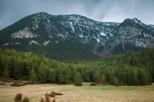 Coniferous Forest in the Valley and a Rocky Mountain 
