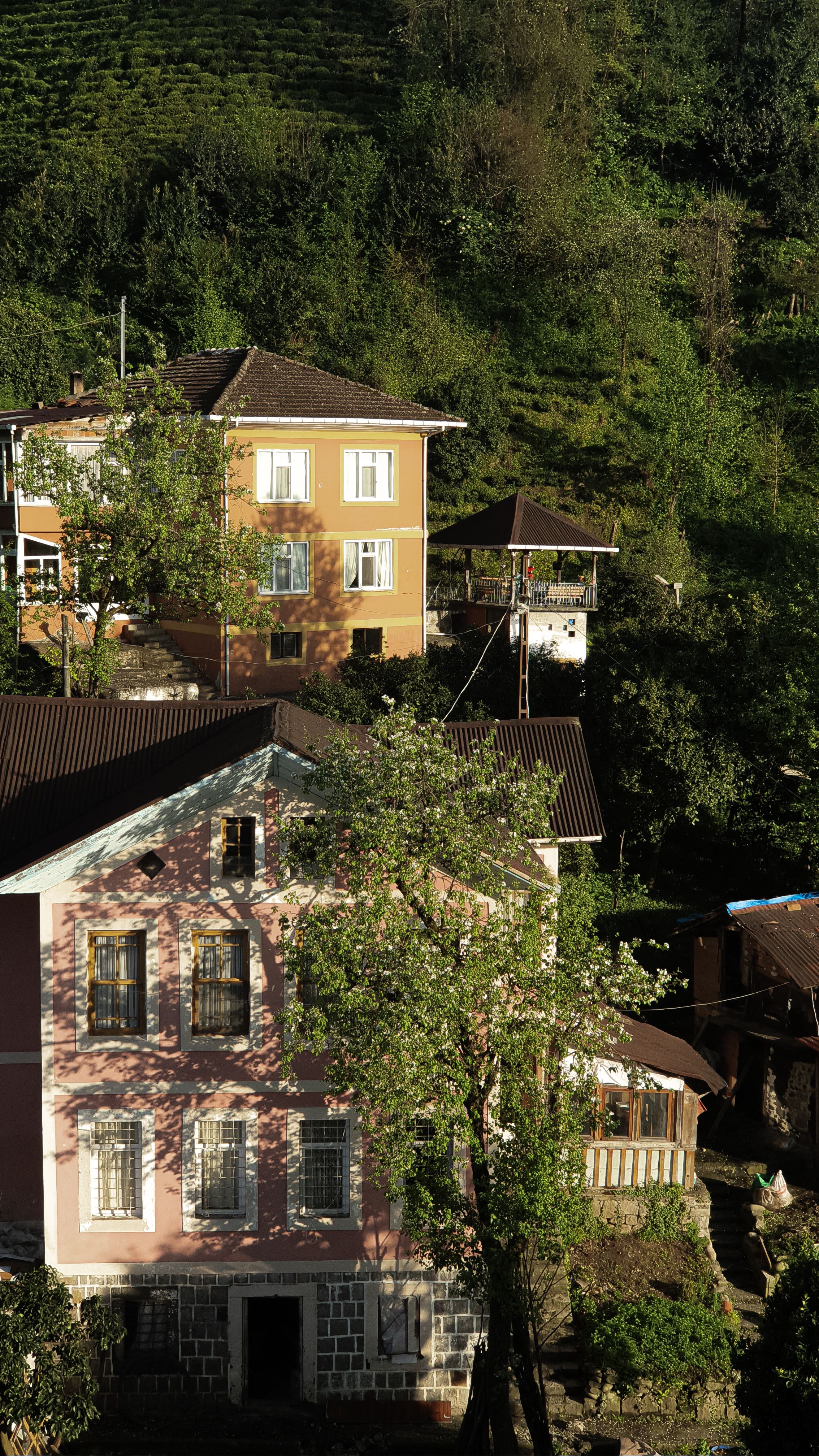 Charming houses nestled among lush greenery in Rize, Türkiye, during a sunny day.