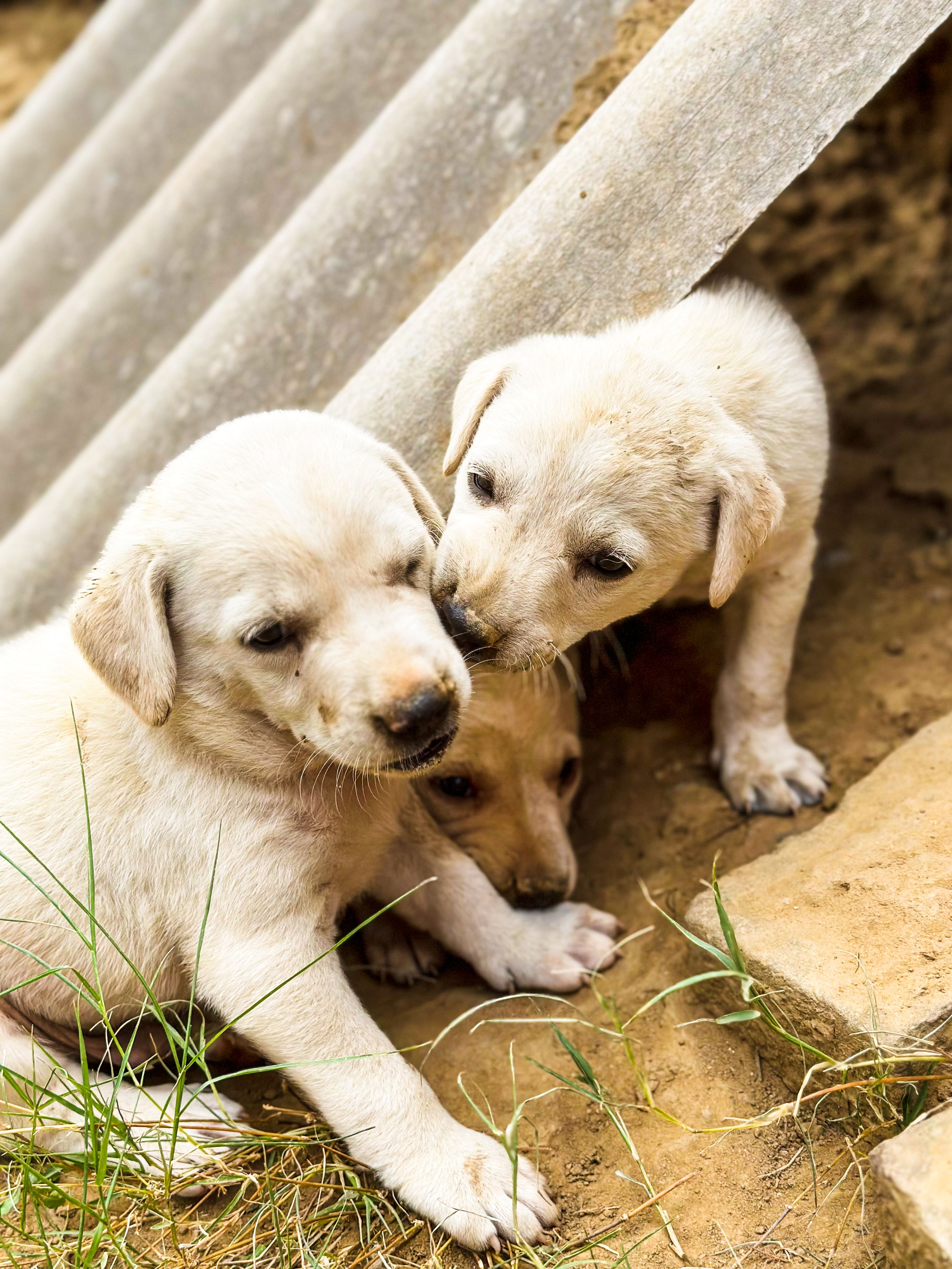 Foto de stock gratuita sobre amistad, cachorros, canino, fotografía de ...