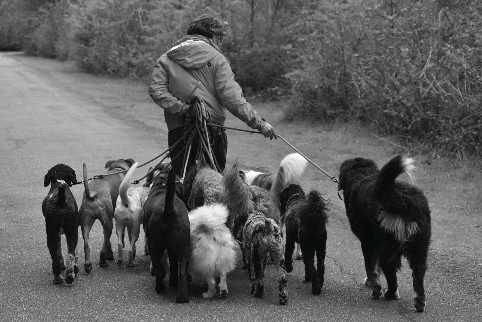 lavoro dog sitter italia assistenza cani