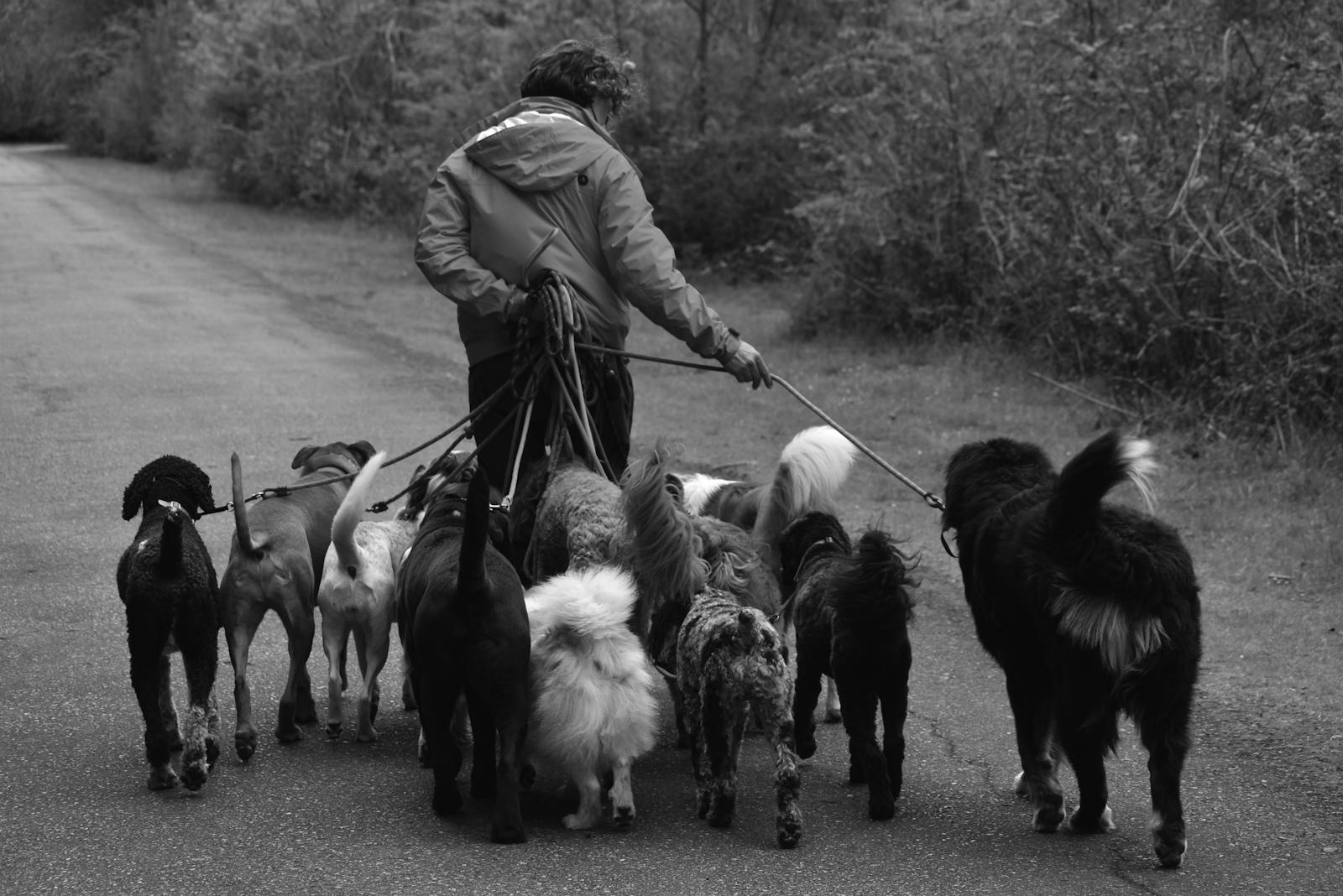 Dog Walker Photos Download The BEST Free Dog Walker Stock Photos HD dog-walker-photos-download-the-best-free-dog-walker-stock-photos-hd