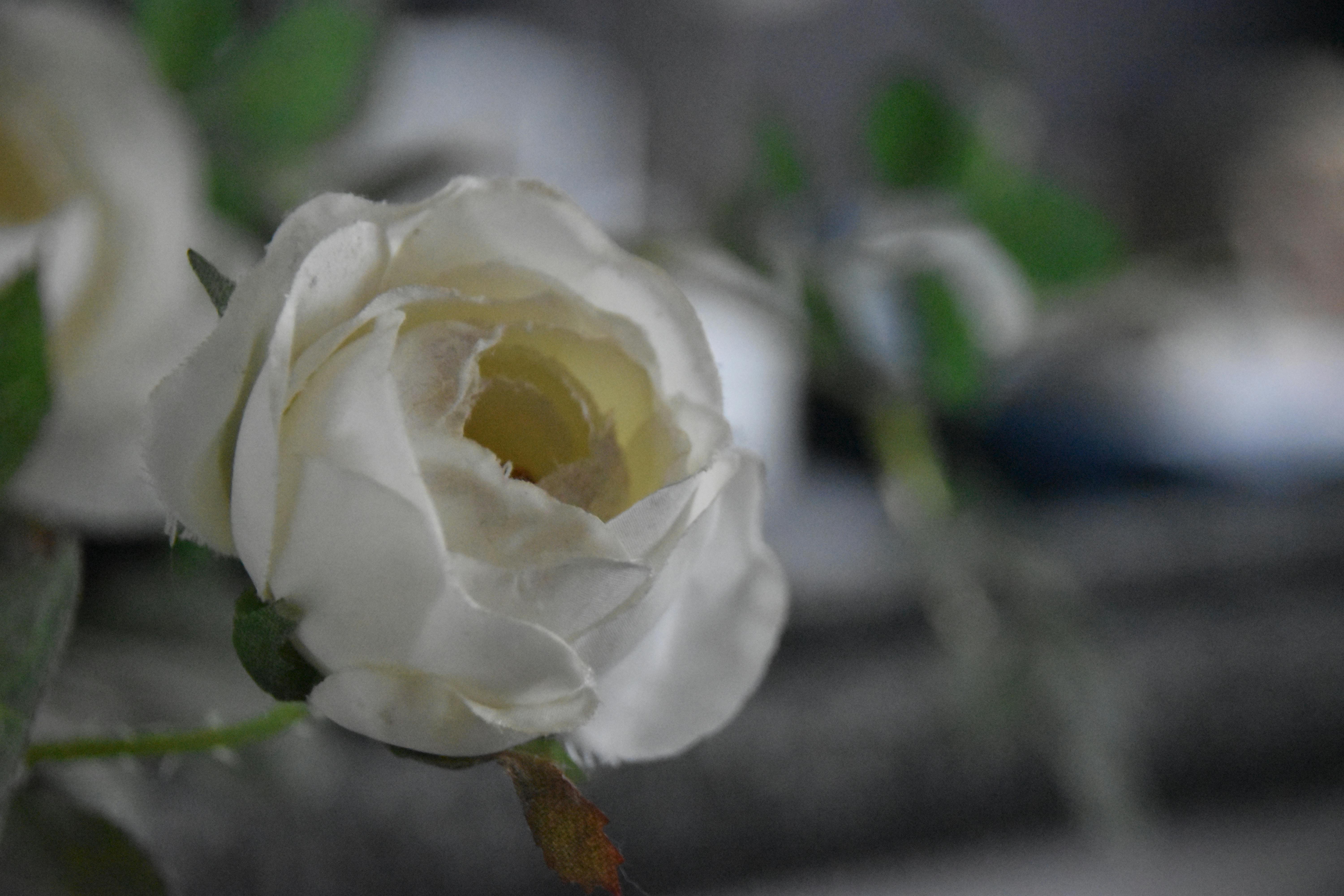 Free stock photo of decor, rose, silk flower