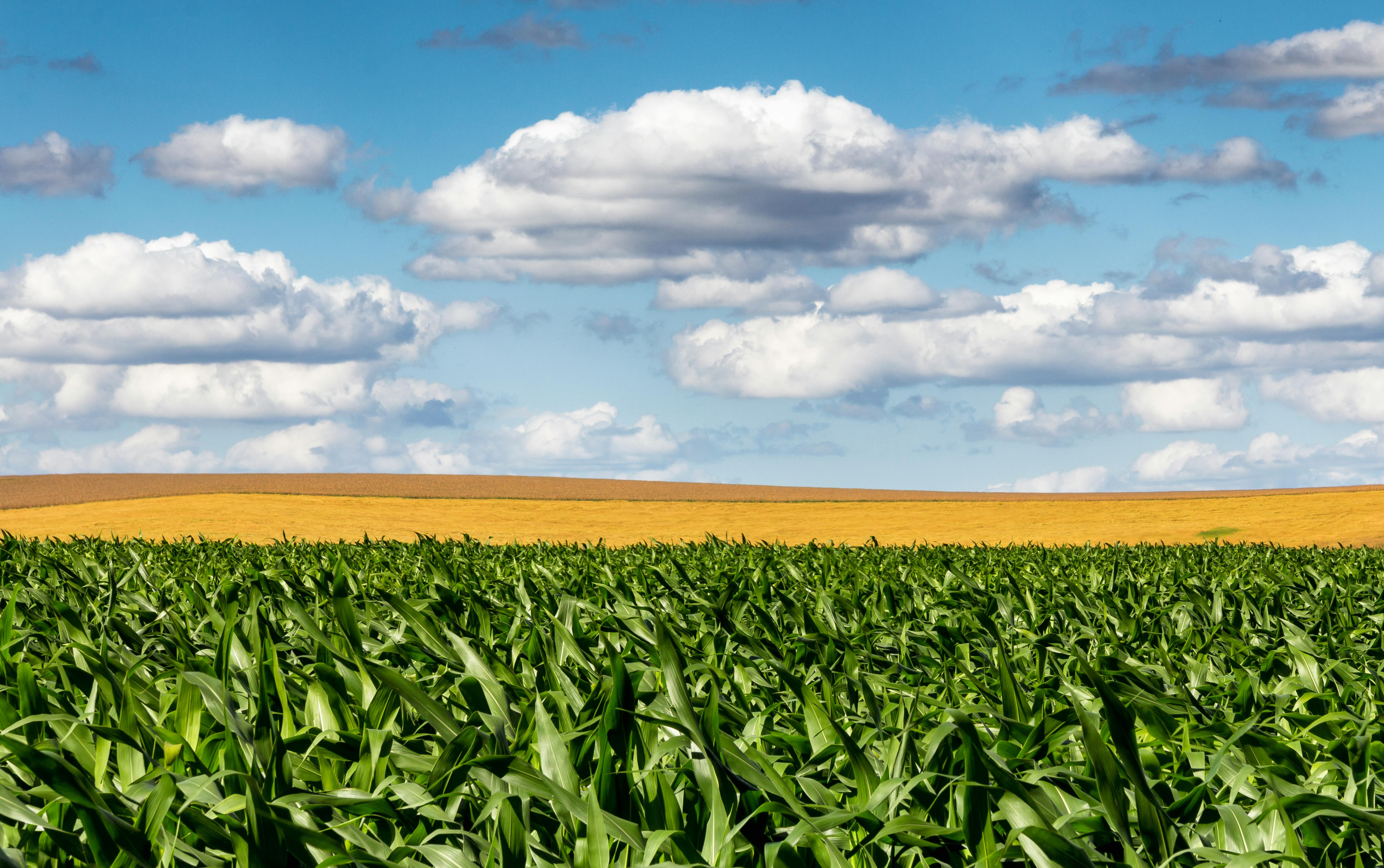 National Corn Growers Association and Ag Data Transparent Release Transparency Principles for Ag Carbon — Photo by RF Nascime