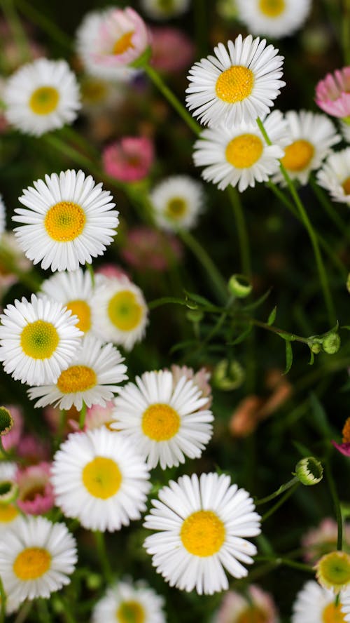 Бесплатное стоковое фото с белые полевые цветы, вертикальный выстрел, весна