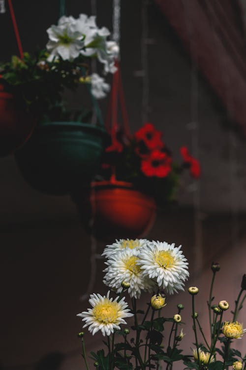 White Daisy Flowers In Focus Photography