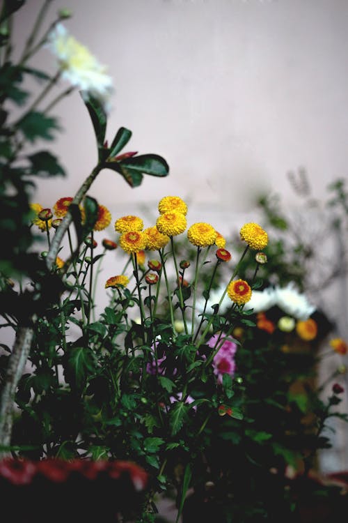 Flores De Pétalos Amarillos