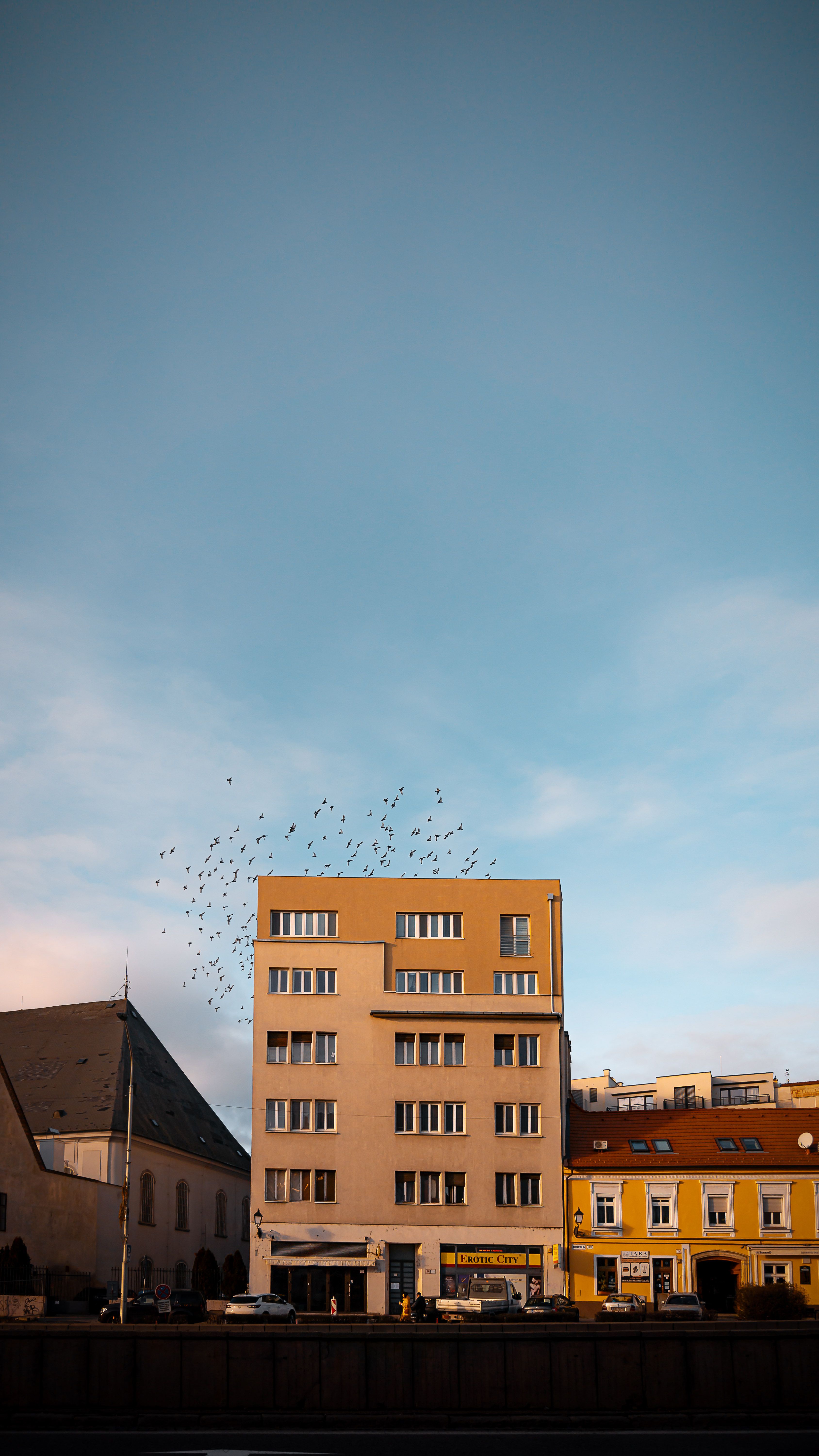 Flock of Birds over Apartment Building · Free Stock Photo