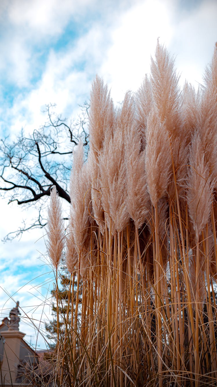 Dried Pampas Grass