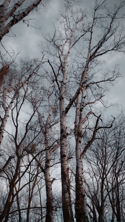 Free A vertical shot of leafless birch trees under an overcast, dramatic sky in winter. Stock Photo