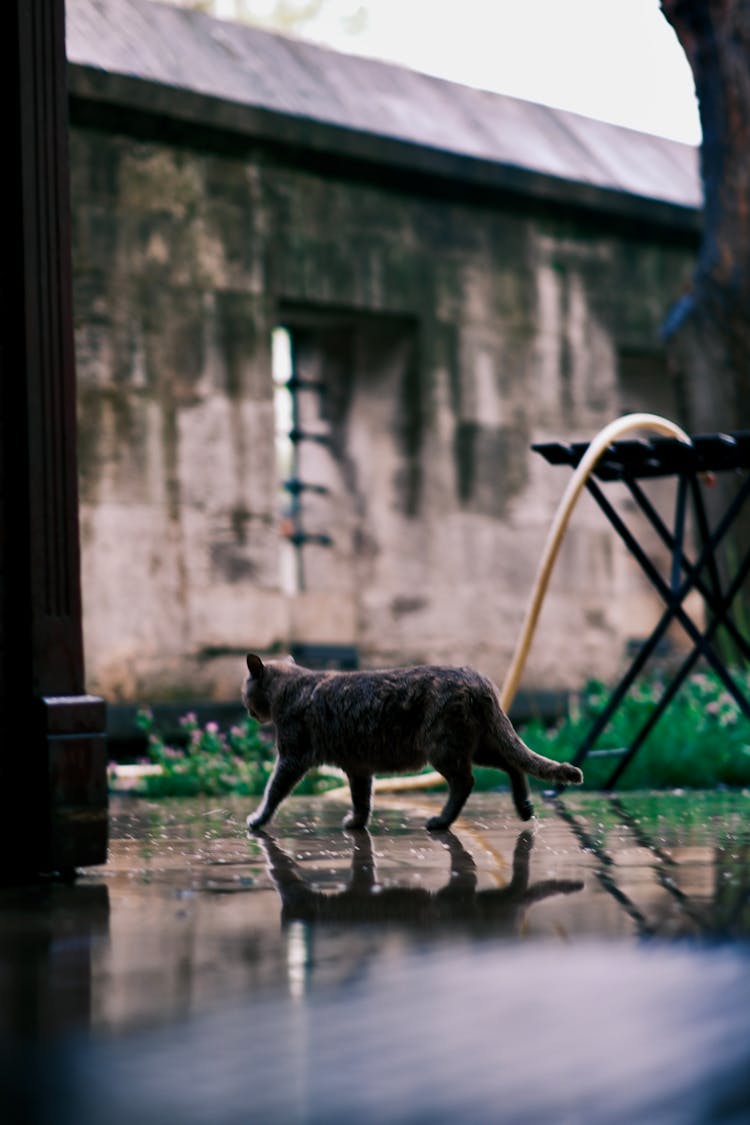 Cat On Floor