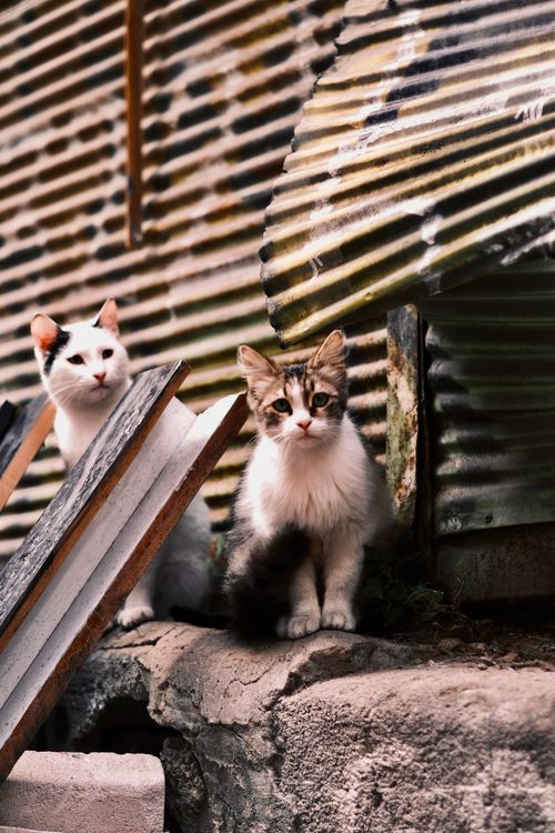 Free Two cute kittens sitting by corrugated iron shed, exuding curiosity and charm. Stock Photo