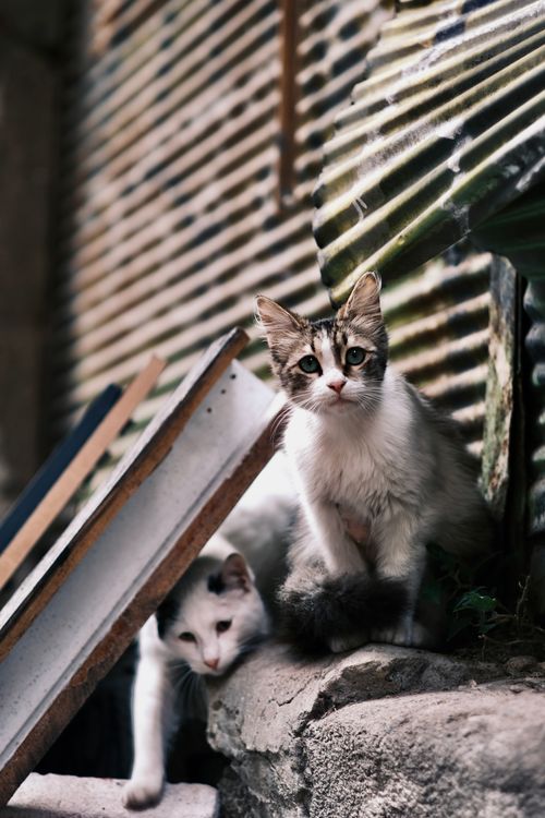 Free Two stray cats explore urban debris, highlighting the contrast of cuteness in a rugged environment. Stock Photo