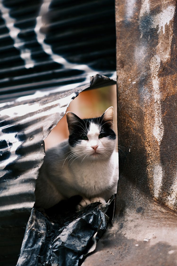 Cat Looking Through A Hole In Fence