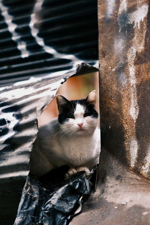 Free A black and white cat peeks through a torn rusty fence, capturing intrigue and curiosity. Stock Photo