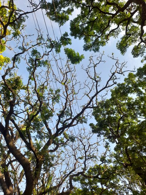 Free View of lush green tree canopy against a clear blue sky in Panhala, India. Stock Photo