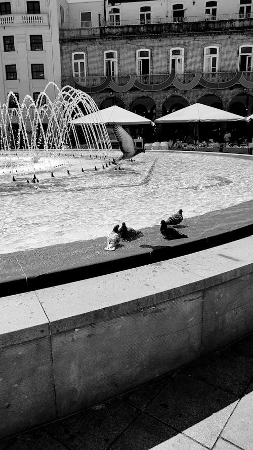 Birds on the Side of a Fountain in the Town Square 