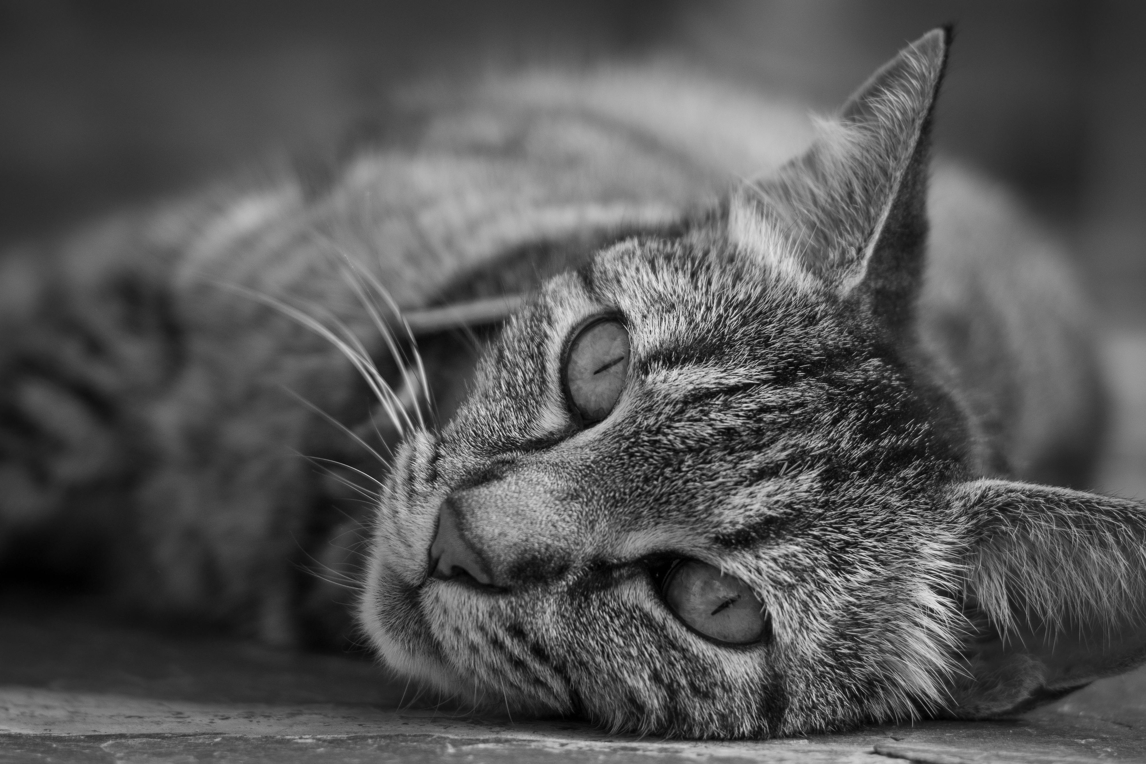Close-up black and white image capturing a relaxed tabby cat lying down.