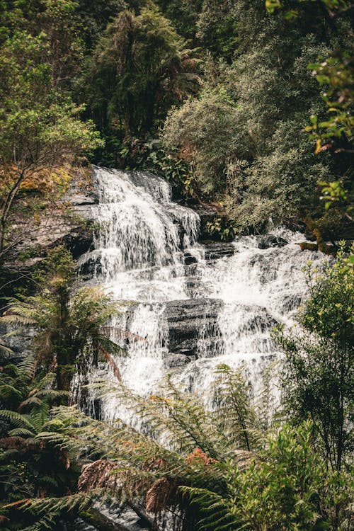 Waterfall in Forest