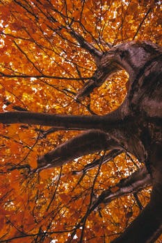 白天在户外，一个引人注目的低角度镜头拍摄了一棵树，树上秋叶鲜艳，呈橙色和金色