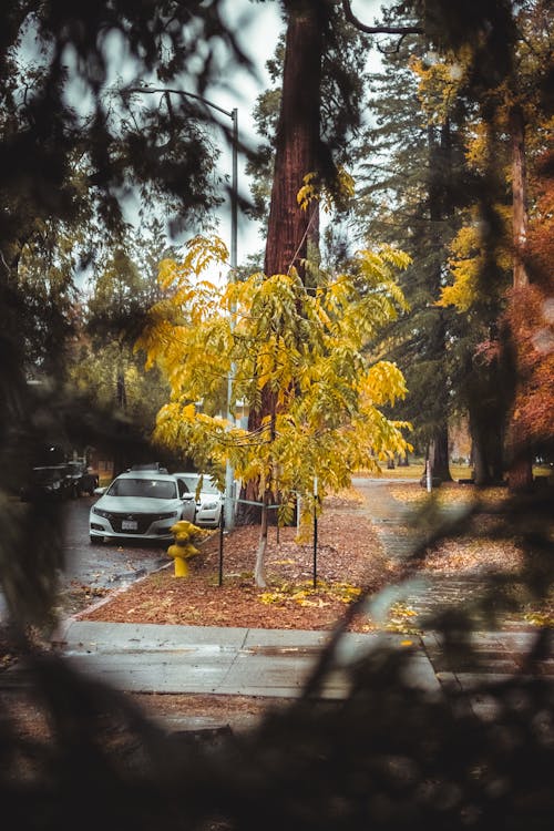 Grey Car Beside Tree