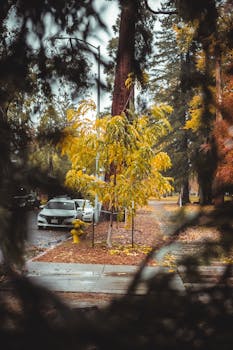 秋日街道风景优美，绿树成荫，路边停放着汽车，非常适合季节和旅行主题