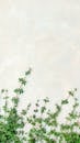 Green Leaves under Wall