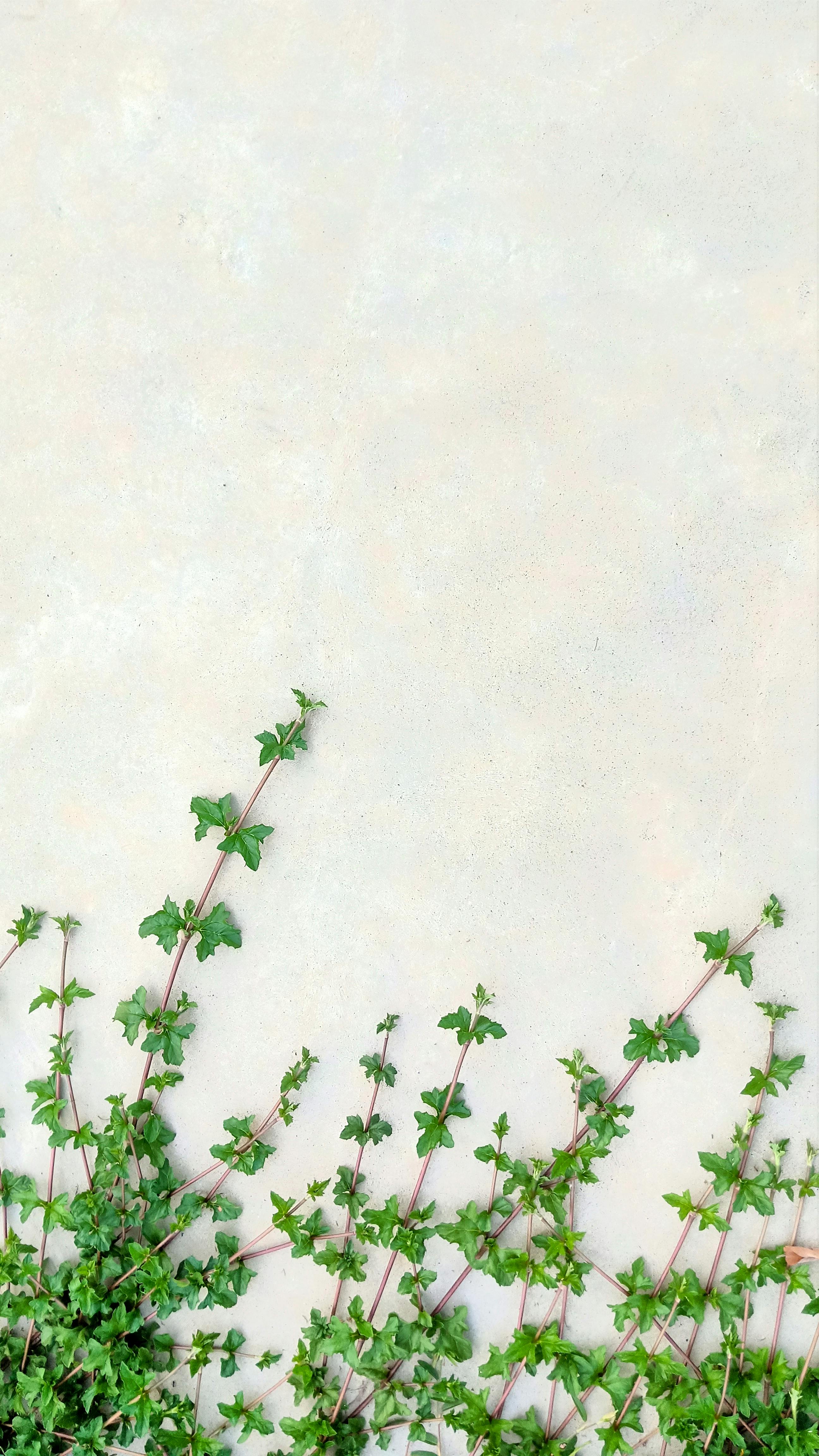 Free Elegant ivy leaves climbing a neutral beige wall, offering natural beauty and texture. Stock Photo